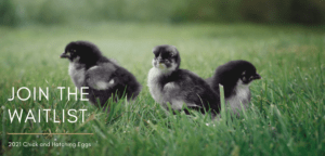 French-black-copper-marans-baby-chicks. Three French Black Copper Marans in grass.