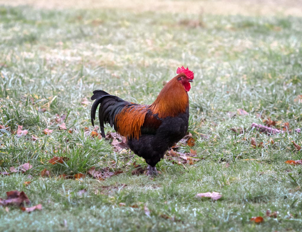 black copper marans rooster